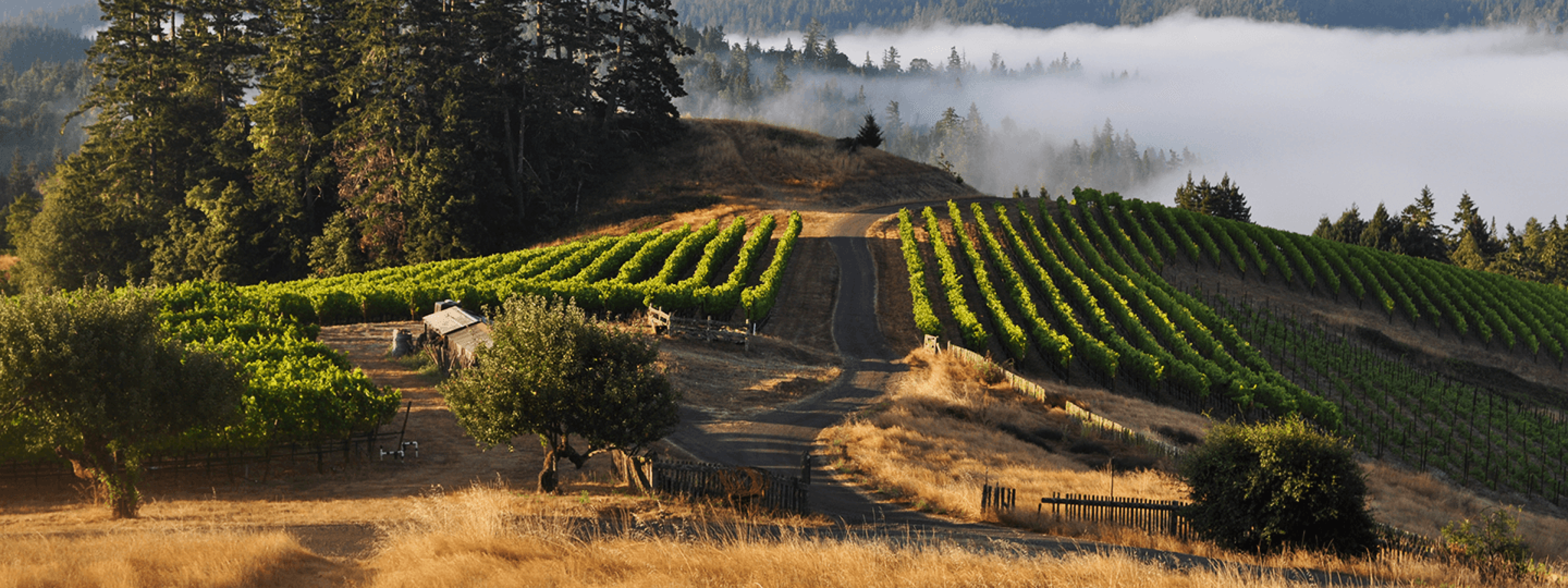vineyard with fog in the background